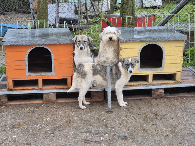 im April 2026: Carli (links) vorne Kiko, rechts Hündin Sky
