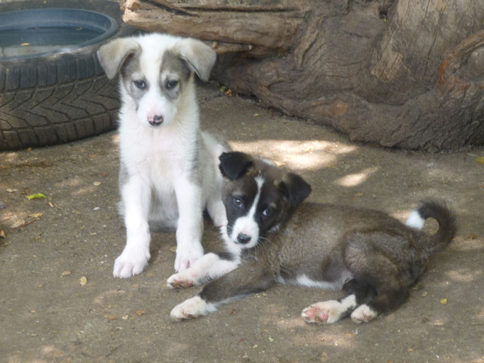Oreo und Oliver.