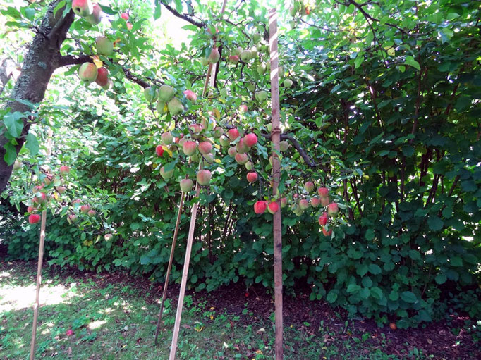 Weitläufiger Garten mit altem Apfelbaumbestand