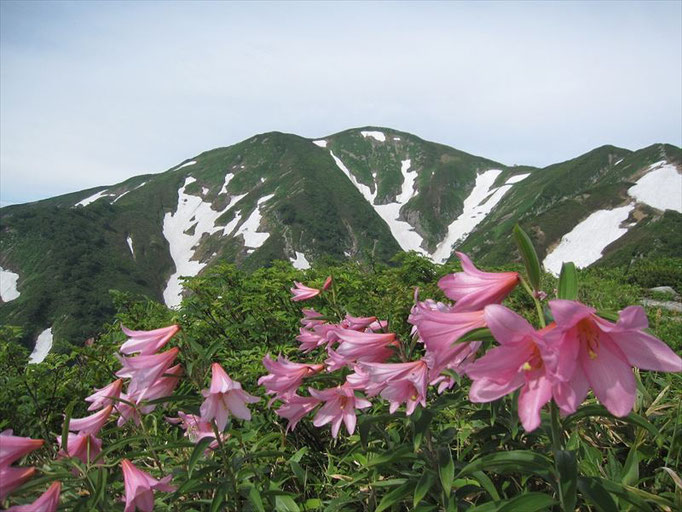 稜線では初夏の花が咲き出す（7月頭ヒメサユリ）