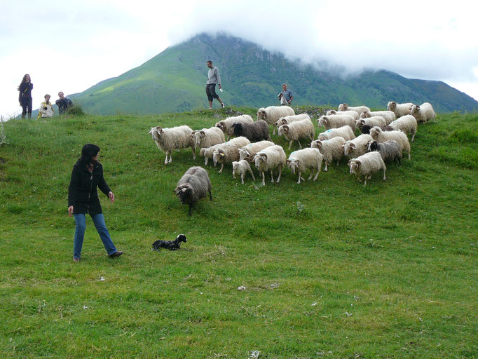 Le pasteralisme, Vallée d'Aspe, Lescun Accous, Borce...