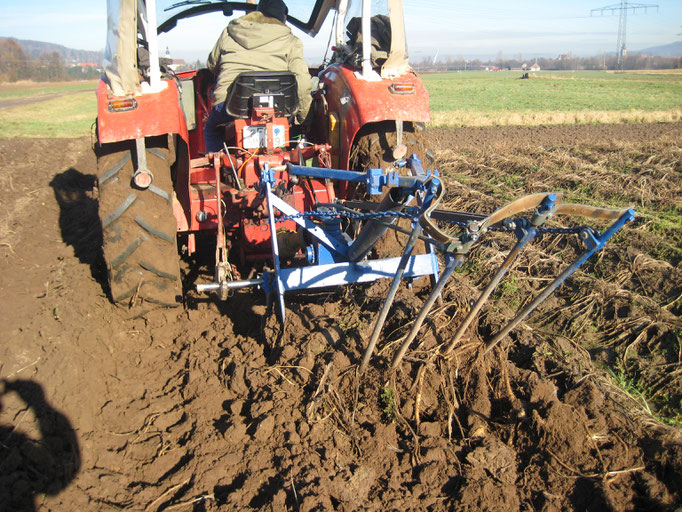 erster Meerrettichroder