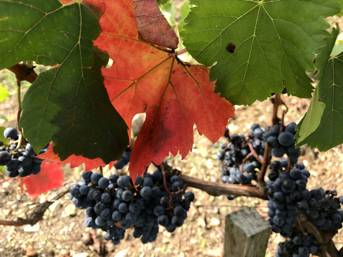 Vineyards 