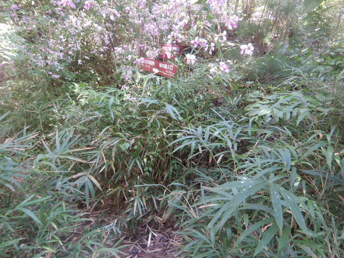 遠見の道と大峰山分岐道標を草が覆う（刈取り前）