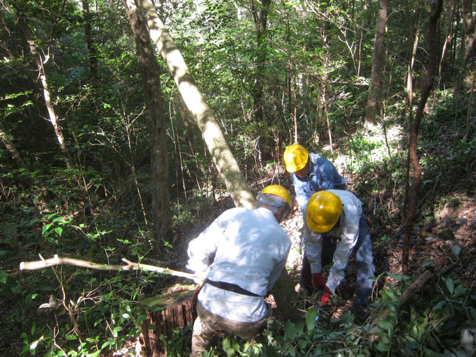城ケ丘下ヤブツバキ伐採　架かり木で苦労