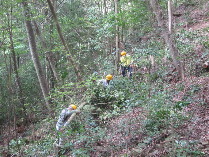 城ケ丘下のヤブツバキ　架かり木脱出