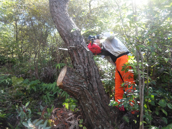 赤松展望所南西斜面　大径の枯れ赤松伐採