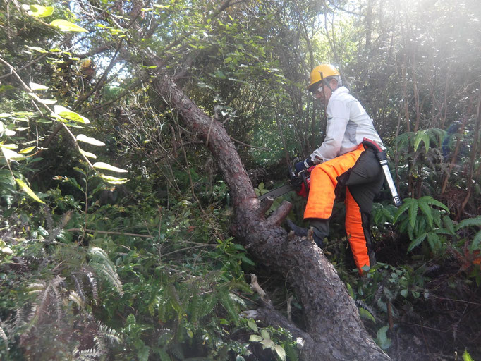 赤松展望所南西斜面　大径の枯れ赤松玉切り