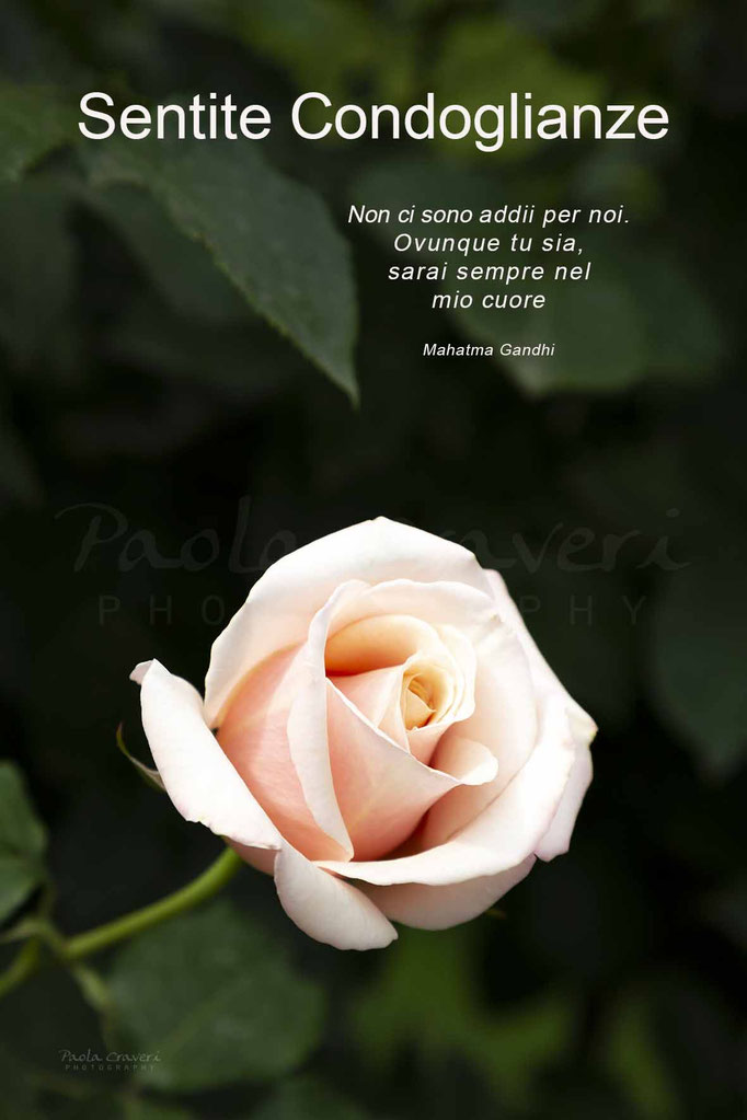 Condoglianze Biglietti Auguri D Autore Per Tutte Le Occasioni