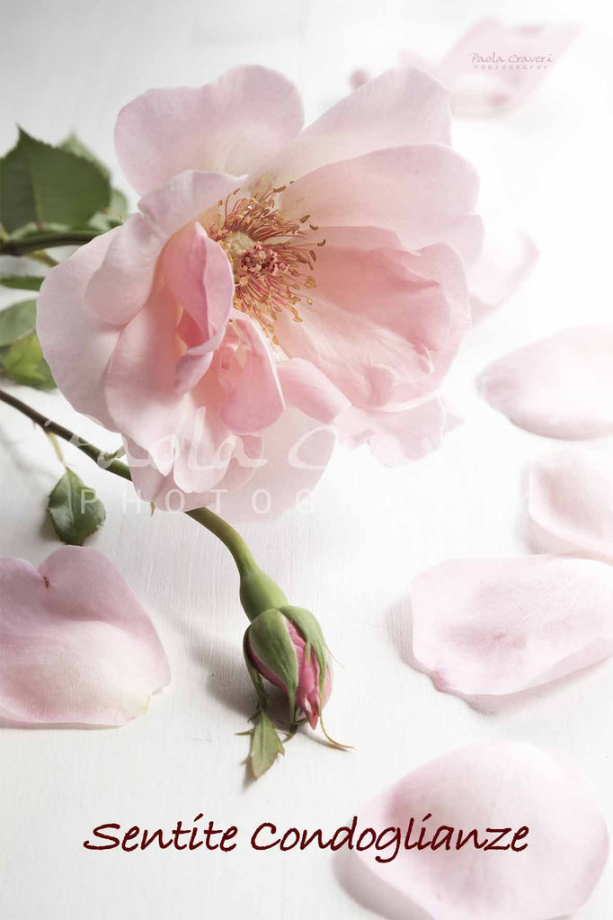 Condoglianze Biglietti Auguri D Autore Per Tutte Le Occasioni