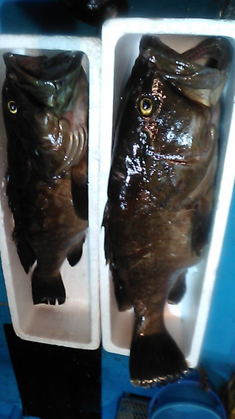 クエ。１m８ｃｍ  (１５～１６kg)　と　８０ｃｍ(１０kg前後)。一晩で釣り上げました。