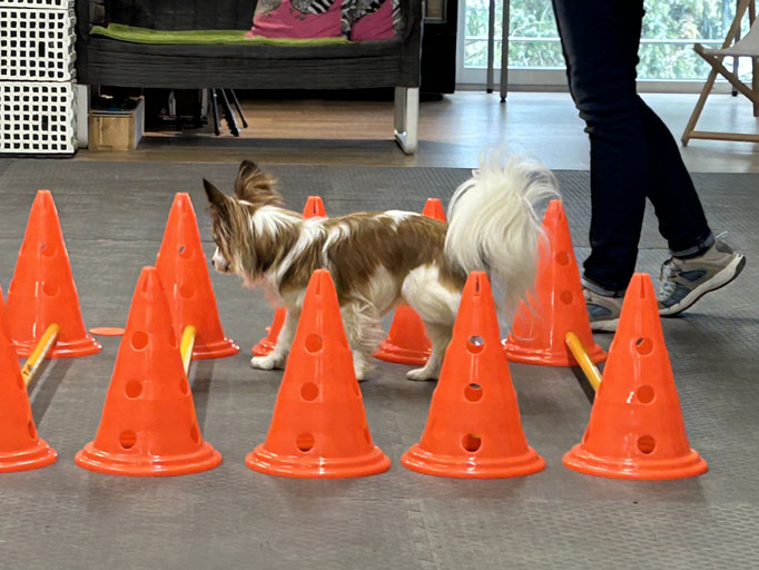 Fitness Loops © Hundeschule gooddog