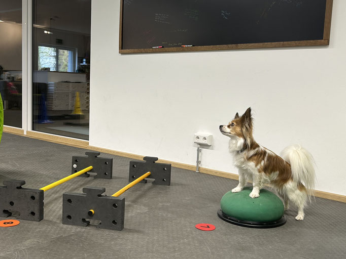 Fitness Loops © Hundeschule gooddog