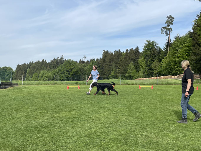 Ringtraining © Hundeschule gooddog