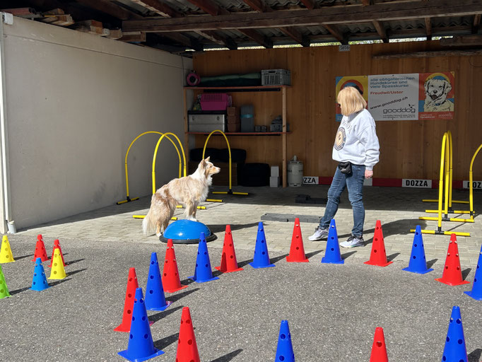 Fitness Loops © Hundeschule gooddog