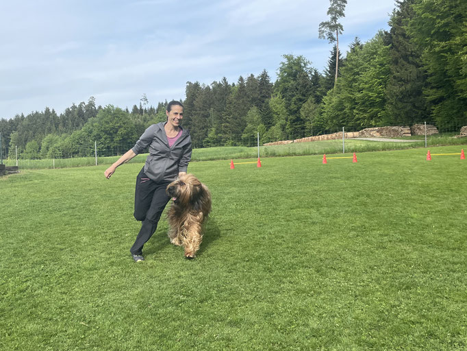 Ringtraining © Hundeschule gooddog