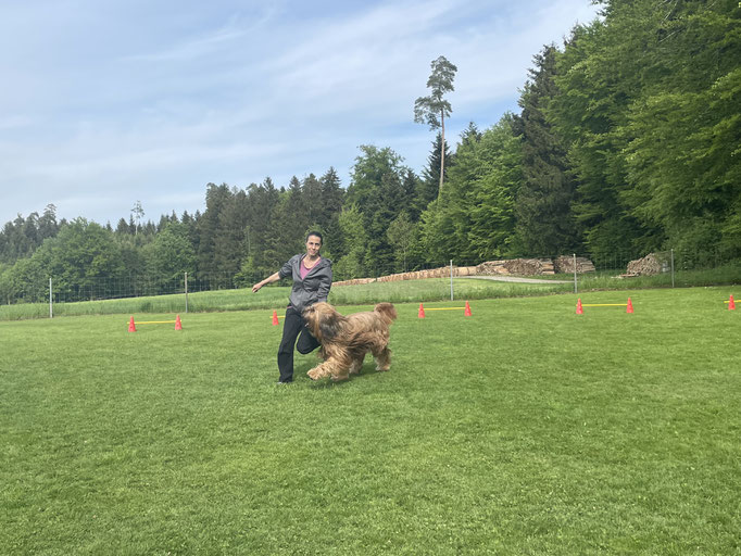 Ringtraining © Hundeschule gooddog