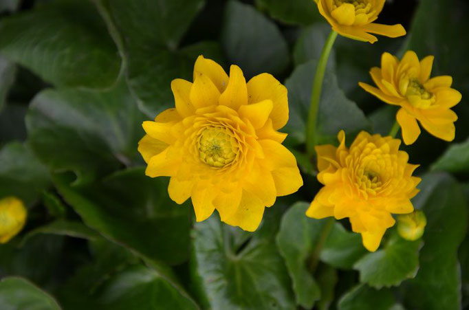 Caltha palustris gefüllt 