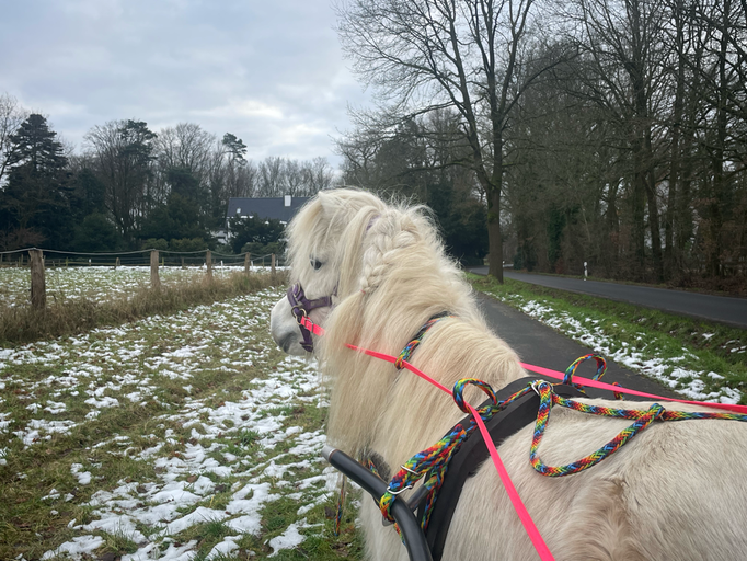 Sulky fahren mit Fenja