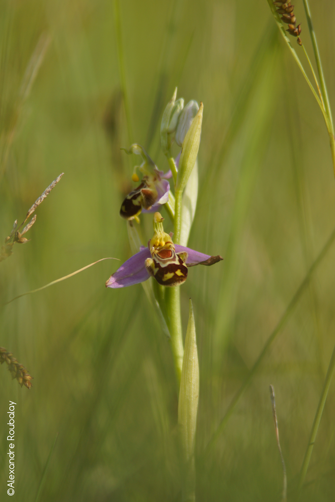 Ophrys - flore et photo nature en Sologne ©Alexandre Roubalay - Acadiau d'images