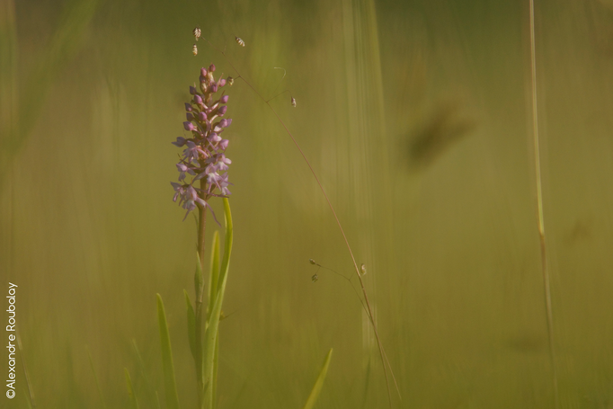 Orchidée - flore et photo nature en Sologne ©Alexandre Roubalay - Acadiau d'images
