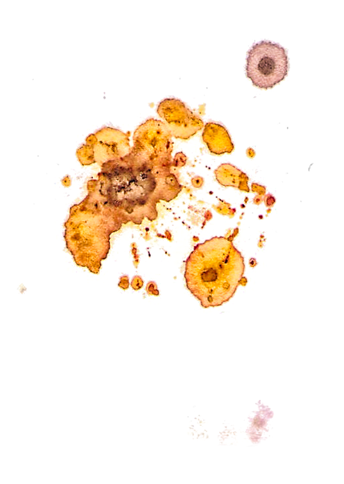 Autopoiesis