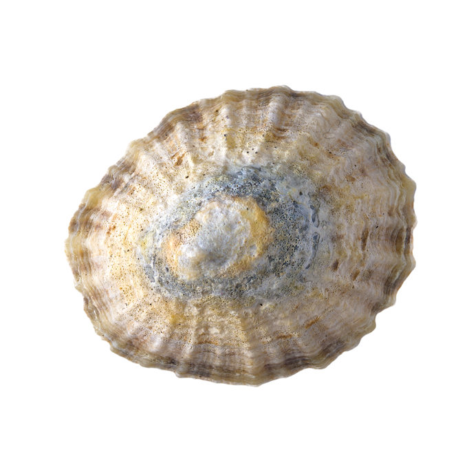 JUST A SHELL