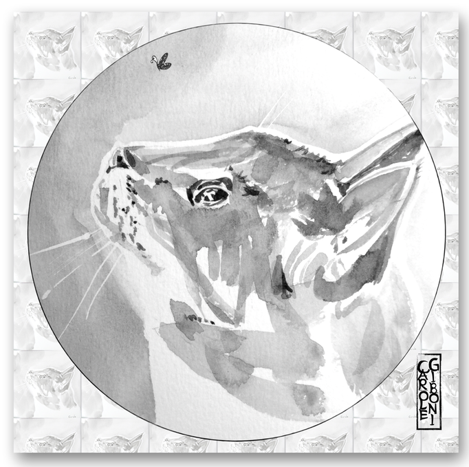 Le Chat qui a vu "lamouche" CA03
