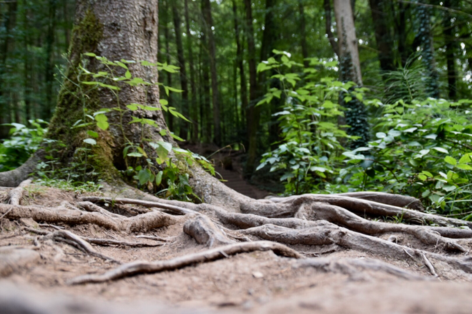 Verwurzeln | Stabil wie ein Baum sein | Foto by Natalie Hilgner
