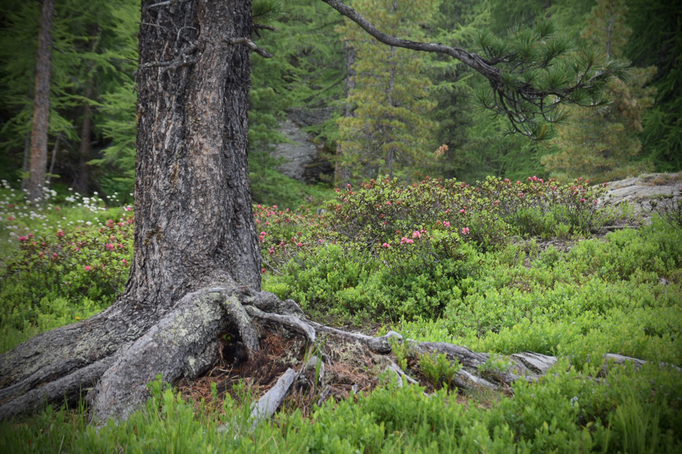 Verwurzeln | Stabil wie ein Baum sein | Foto by Natalie Hilgner