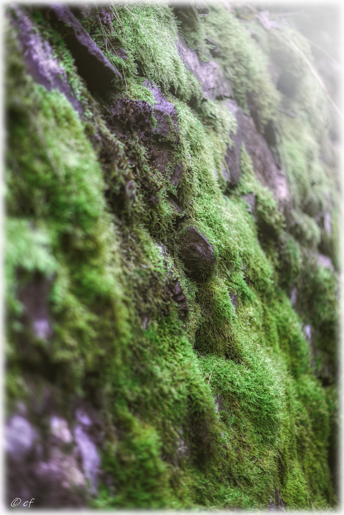 Die grüne Steinmauer