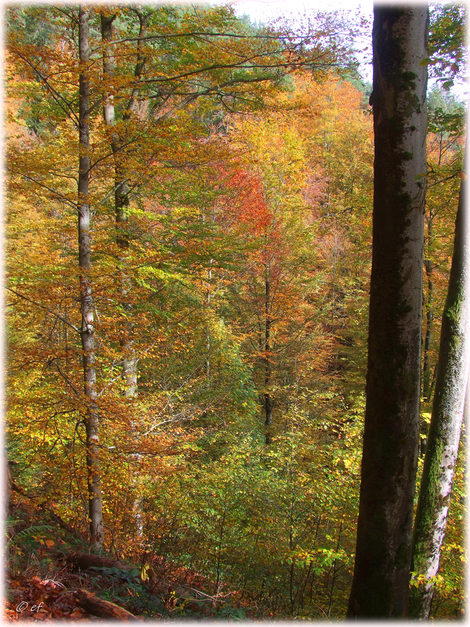 Mitten im Herbstwald 
