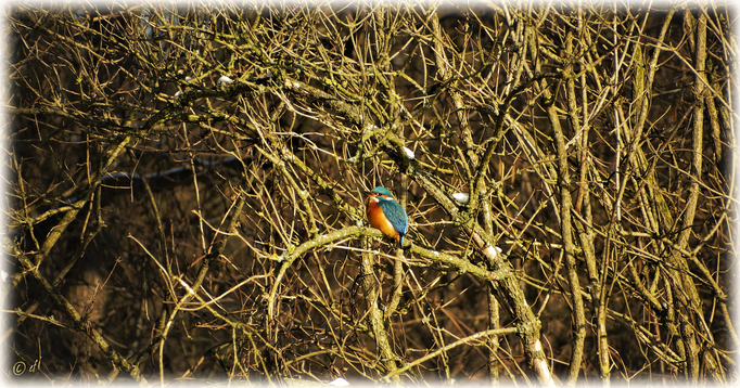 Ein Eisvogel (Foto 1)