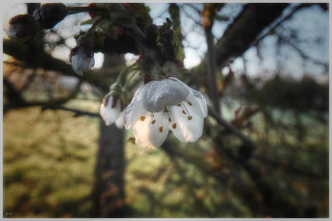 Wilde Kirschblüten