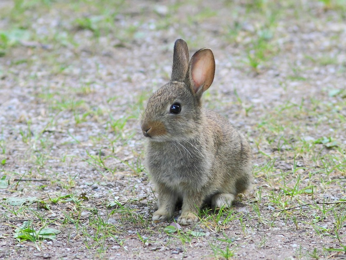 Junges Kaninchen