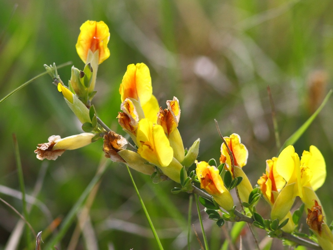 Regensburger Ginster