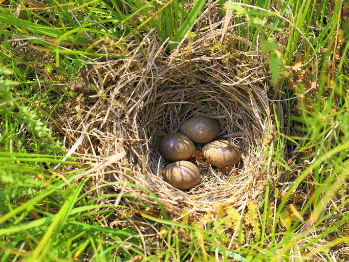 Feldlerchen-Nest