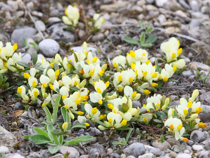 Buchsblättrige Kreuzblume