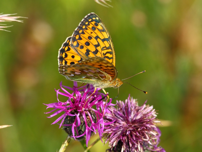 Großer Perlmuttfalter