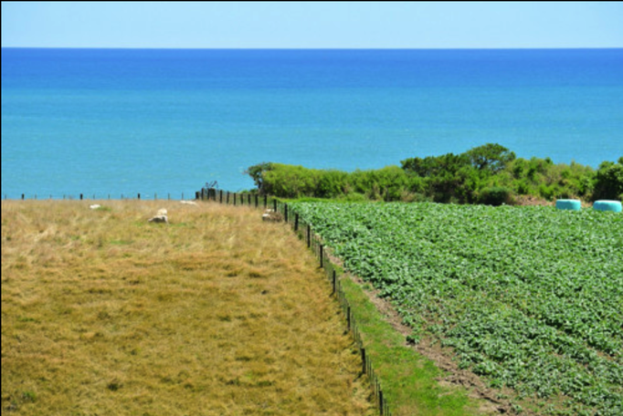 2014 | NZ Nordinsel | «New Plymouth», New Plymouth District, Region Taranaki: Auf der Hinfahrt. Weide- und Ackerland bis hinunter ans Meer.