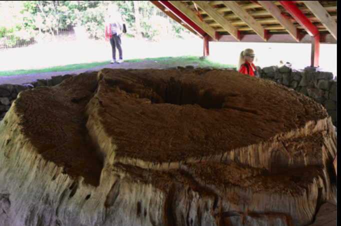 2014 | NZ Nordinsel | «Waitangi», Far North District, Northland Region: Ca. 2000 Jahre alter «Kauri»-Baumstumpf. Durchmesser ca. 3 m.