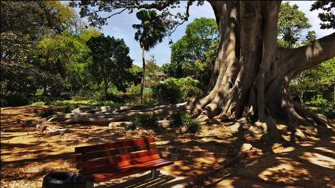 2018 | Kapstadt | Claremont, «Arderne Botanical Garden»: Wir lieben diese alten Baumgiganten mit ihren Riesenwurzeln.