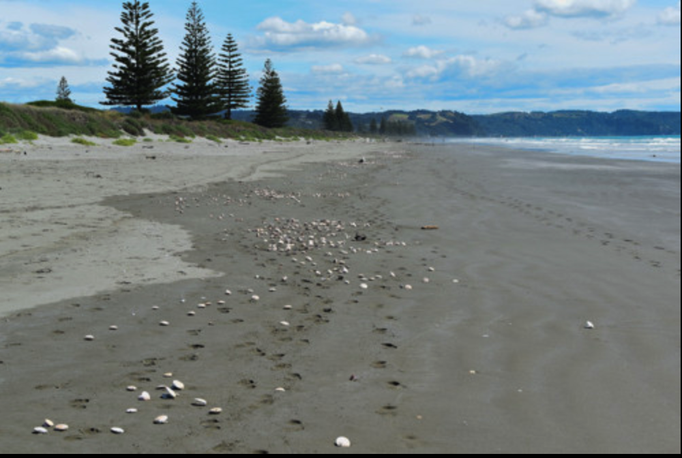 2015 | Neuseeland | «Ohope Beach», Whakatane, Bay of Plenty: Strand und Muscheln soweit das Auge reicht. Etwa 5 km in dieser Richtung.