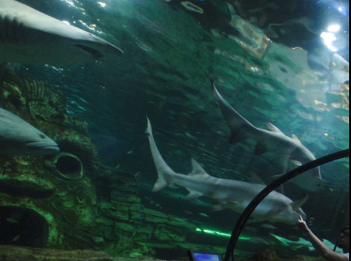 Australien '14 | Sydney, New South Wales: «Sea Life Sydney Aquarium», Weltweit die grösste Sammlung an australischen Meereslebewesen.