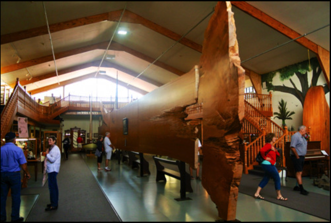 2014 | NZ Nordinsel | «Matakohe», Northland Region, Kaipara District: Ein eindrückliches Exponat im Kauri-Museum.