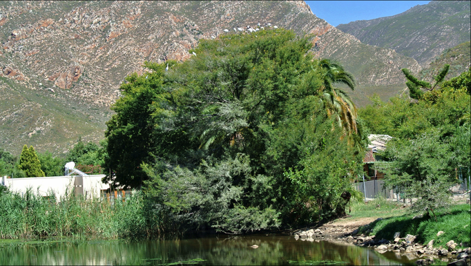 2013 | Südafrika | Montagu: Man riecht es von weitem - ein …Ibis-Weiher».