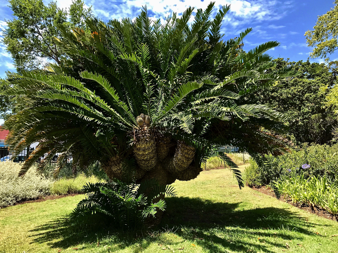 2017 | Kapstadt | Claremont, «Arderne Botanical Garden»: Was für ein aussergewöhnlicher «Wuchs»..