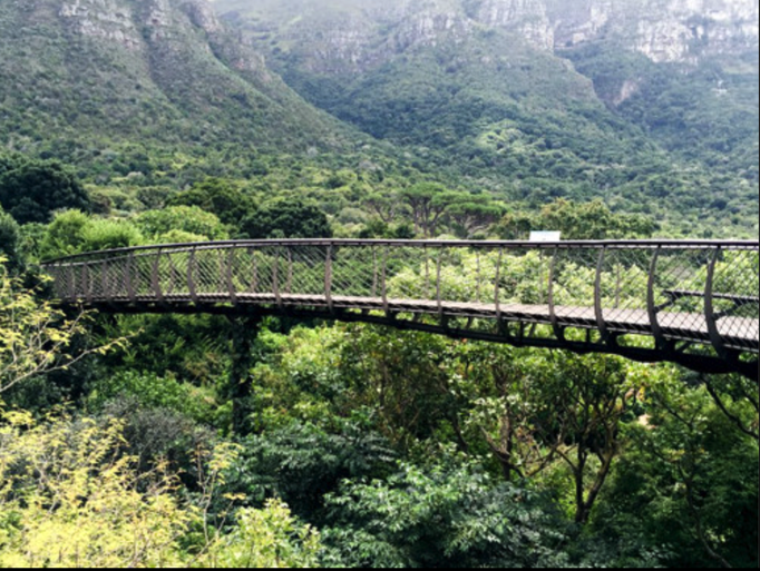 2016 | Kapstadt | Kirstenbosch: National Botanical Garden, «Centenary Tree Canopy Walkway». Spazierweg über und durch die Baumkronen.