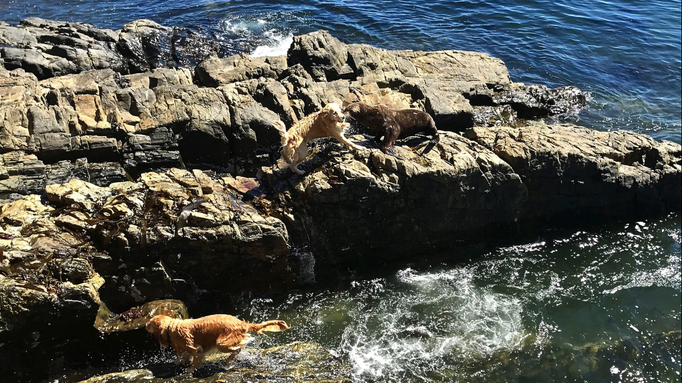2017 | Kapstadt | «Green Point Promenade»: Ungleicher Kampf - 2 ängstliche Hunde gegen eine kampferprobte Robbe.