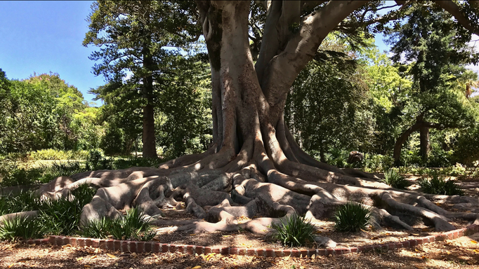 2017 | Kapstadt | Claremont, «Arderne Botanical Garden»: Absolut sehenswert, die uralten Bäume mit den gigantisch grossen Wurzeln.
